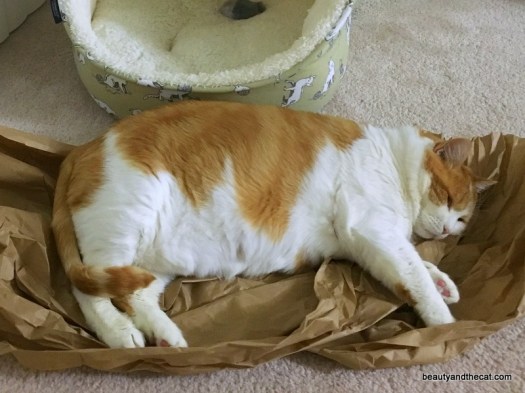 05-beautyandthecat-roxy